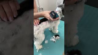 Havanese dog SPA [upl. by Abramo231]