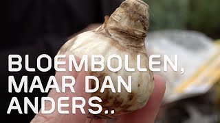 Doe eens iets anders met je bloembollen  Herfst  Tuinmanieren [upl. by Ashton]