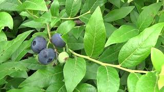 Vaccinium angustifolium x corymbosum ´North Blue´ [upl. by Yanetruoc899]