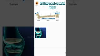 Epiphyseal growth plate  Metaphysis  Epiphysis  Diaphysis biology bones neetbiology [upl. by Anrapa]