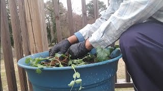 Pt1How to transplant Sweet Peasinterplanting sweet peas with turnips [upl. by Hnirt]