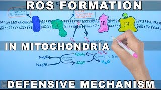 ROS Formation in Mitochondria and Defensive Mechanism [upl. by Lienad]