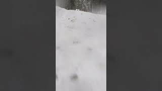 Rodelbahn an der Wurmbergseilbahn Braunlage im Harz [upl. by Brunhild]