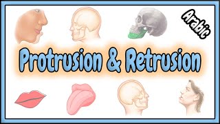 33 Protrusion amp Retrusion Terms  مصطلحات البروز و الرجوع [upl. by Nettle]