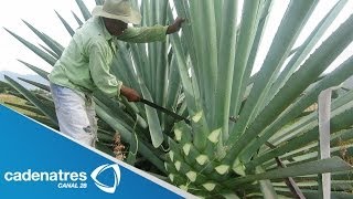 ¿Cómo se elabora el mezcal  How is mezcal made [upl. by Nwahsit]