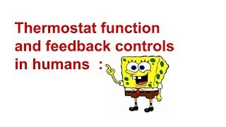 Homeostatic thermostat function in human body [upl. by Pegeen]