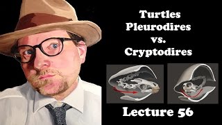 Lecture 56 The Turtles Pleurodires vs Cryptodires [upl. by Sanchez519]