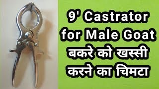 Best Castrator For Goat ।। बकरे को खस्सी करने का चिमटा [upl. by Morehouse168]