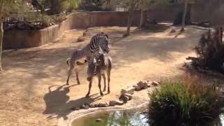 Zebra mating at LA Zoo [upl. by Gnet]