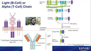 Immunology  Tolerance amp Autoimmunity  Lecture 12 [upl. by Leitnahs]