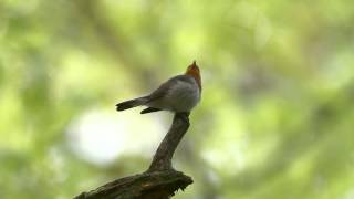 Red breasted Flycatcher singing [upl. by Sitnik]