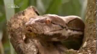 The Most Dangerous Snakes  The Asiatic Reticulated Python [upl. by Penrose]