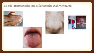 Wahrnehmungspsychologie  Taktile olfaktorische gustatorische – Psychologie Fernstudium IUBH [upl. by Jonina993]