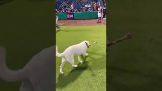 Phillies SingleA Clearwater Threshers 13 year old bat dog 🐶 Layla retrieved last bat after 6 years [upl. by Hackett145]