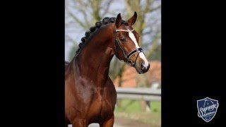 2011 gelding by Dressage Royal [upl. by Naivart]