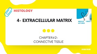 Extracellular Matrix  CHAPTER2 CONNECTIVE TISSUE [upl. by Eivets378]