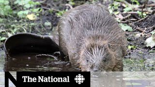 Beavers return to Britain and it’s a problem for farmers [upl. by Sidnal213]