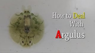 How to deal with argulus [upl. by Ojibbob]