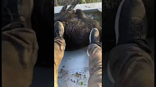 Catching hogs with dogs caughthog wildlife hoghunting boarhog [upl. by Carlock]