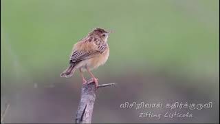 Zitting Cisticola Bird [upl. by Alice]