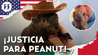 Quién era Peanut la ardilla influencer sacrificada que podría alterar las elecciones en EU [upl. by Rives]