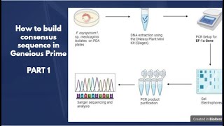 Building consensus sequence in Geneious Prime Part 1 DNA extraction PCR and Sanger sequencing [upl. by Tessa25]