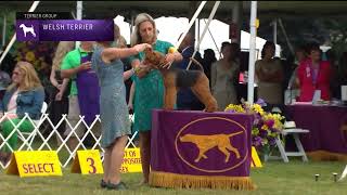 Welsh Terriers  Breed Judging 2022 [upl. by Astrid768]