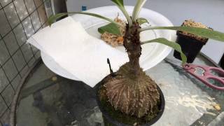 ANT PLANT UPDATE SEEDLINGS AND HOW TO SOW MYRMECODIA SEEDS 1080p [upl. by Redleh869]