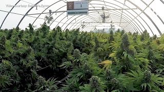 A look inside Jim Belushis 93acre cannabis farm in Southern Oregon [upl. by Itak]