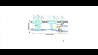 cour danémie partie 2 normocytaire spherocytose hereditaire [upl. by Ahsitak]