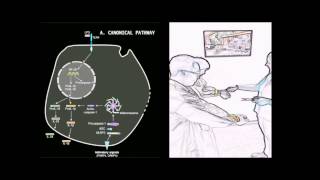 Cytosolic LPS activates caspase11 pathway – Video abstract ID 57976 [upl. by Bernita286]