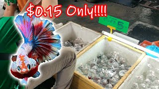 Buying 5 baht 015 Nemo amp Multicolored Betta Fish in Bangkok Thailand Chatuchak Market [upl. by Ecinrahs468]