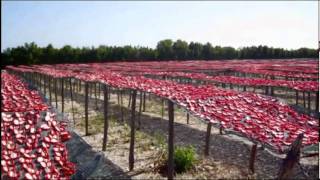 Nel cuore del Pomodoro La produzione dei pomodorini essiccati sottolio Pugliese [upl. by Maryl359]