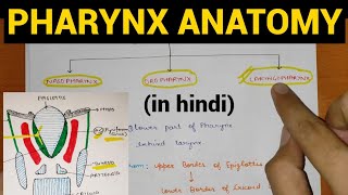 Pharynx Anatomy 14  Head amp Neck  Anatomy [upl. by Nisse]