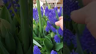 Theyre huge Muscari armeniacum gardeningforbeginners [upl. by Isle]