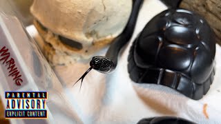 AODA  Mexican Black Kingsnake  feeding 🎬 210924 [upl. by Stillman]