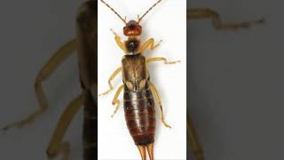 5 Fun Facts About Earwigs You Didnt Know [upl. by Inilam]