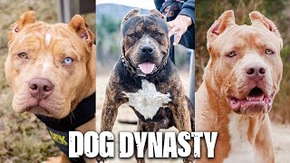 DDK9s Biggest Dogs Go HeadToHead  DOG DYNASTY [upl. by Seys]