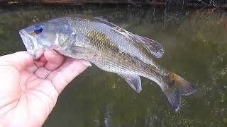 The Dominant Black Bass Species in the Chattahoochee shorts bassfishing blackbass [upl. by Oicnerual]