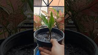 Repotting Aglaonema Silver Queen Plants aglaonemaplants [upl. by Akcirderf]