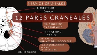 12 Pares Craneales y Agujeros de la Base del Cráneo FÁCIL Anatomía Humana Anatomía cráneo [upl. by Austin]