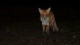 Fox Screams At Night fox noises [upl. by Dottie352]