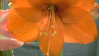 Exposure crossed with Orange Souvereign and Visa Versa Amaryllis Hippeastrum Bulb [upl. by Aled]