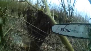 Groenvoorziening Wilgen Knotten Met Kettingzaag Camera aan Kettingzaag [upl. by Osmen]