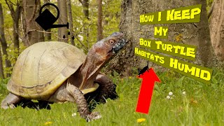 How I Keep my Box Turtle Habitat Humid [upl. by Moorefield]