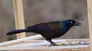 Common Grackle closeups and calls [upl. by Durware647]