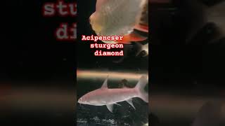 Acipenser sturgeon diamond music catfishfarming fish predatorfishmusic kaviar [upl. by Annoik]