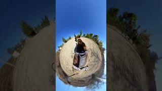 Playful Rescued Dog Thrives in GREYHOUND Shelter  GALGOs POV Adventure adoptdontshop [upl. by Deron133]