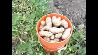 Harvesting Russet Potatoes [upl. by Eboj546]