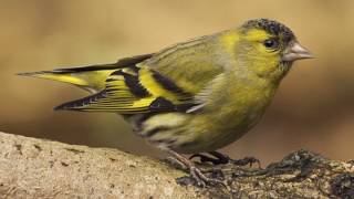 Erlenzeisig Ruf Carduelis spinus [upl. by Ynohtona224]